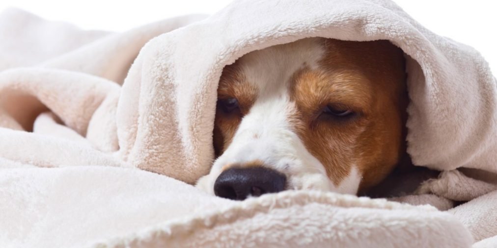 Flu, Flow, Gratitude, Wisdom  Maya Mendoza Flu, Flow, Gratitude, Wisdom