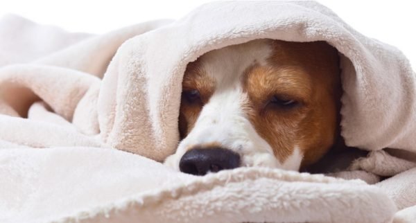 Flu, Flow, Gratitude, Wisdom